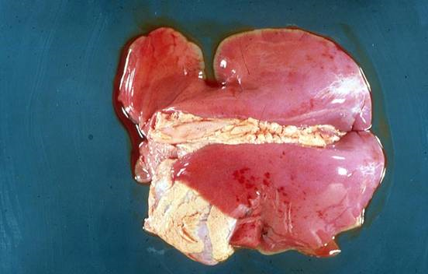 noninflated lungs stillborn lamb